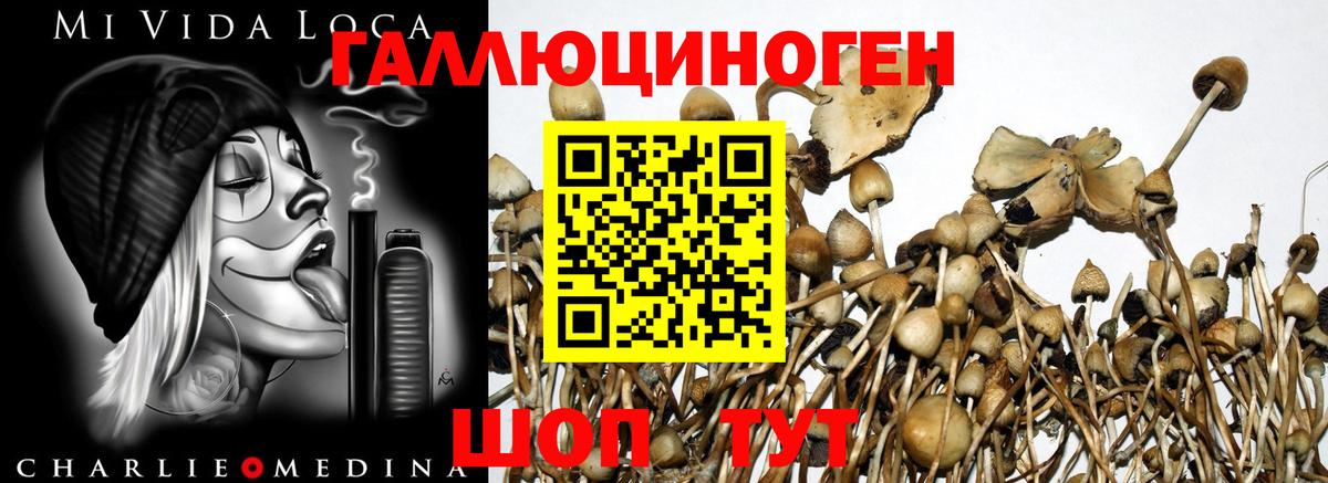 Октябрьский  Галлюциногенные грибы Cubensis  Вход с VPN 